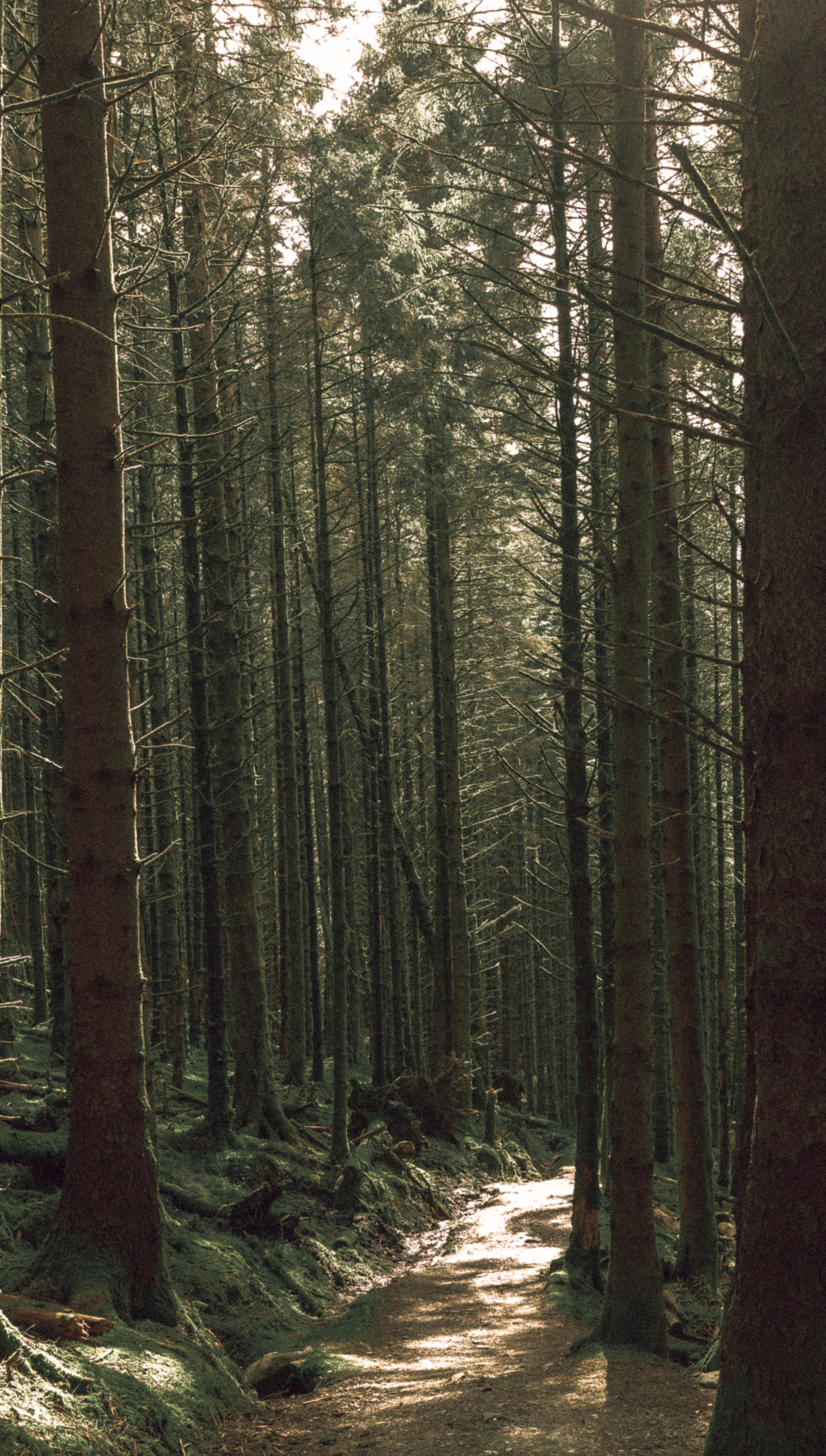 Pine forest path, Aberdeenshire